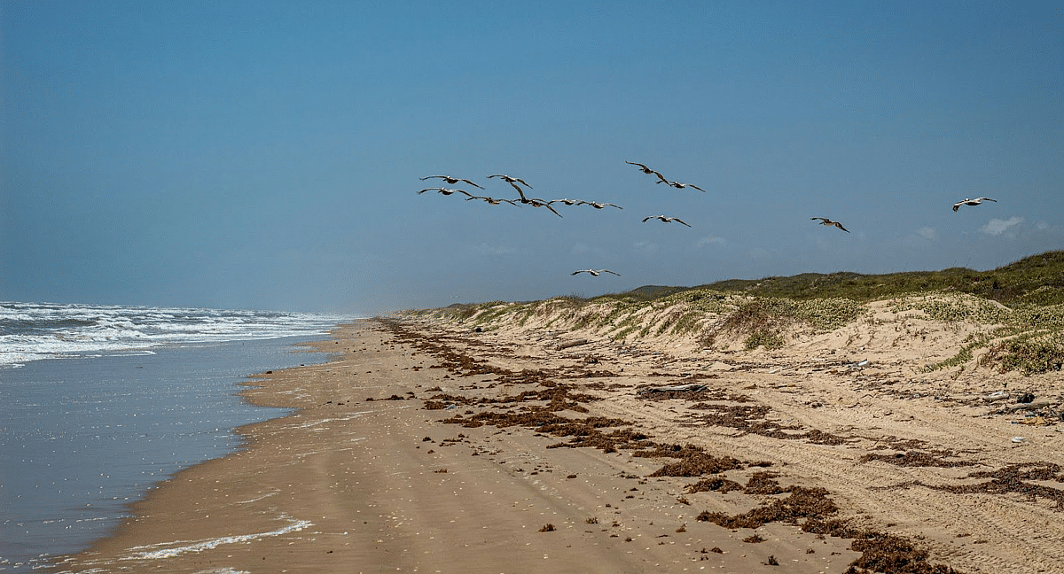 Un groupe d'oiseaux survole une plage